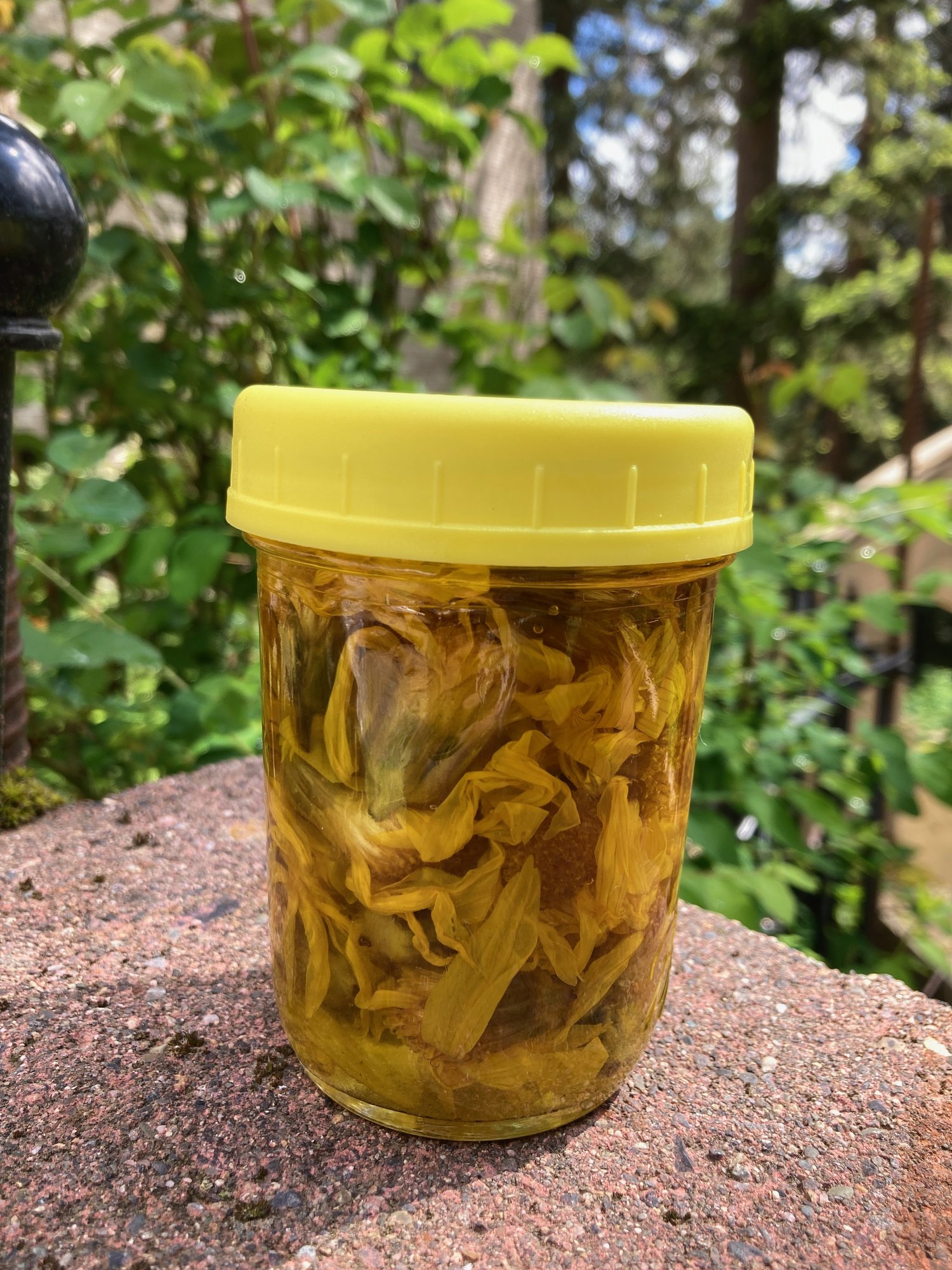 Arnica flowers steeping in oil in a jar