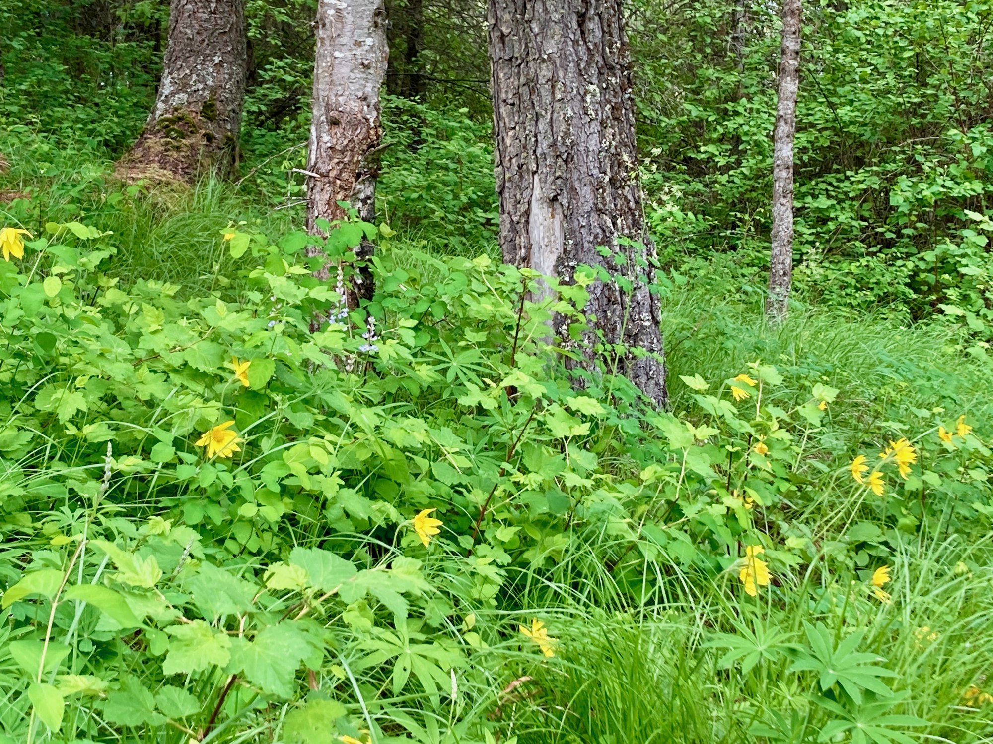 A stand of heartleaf arnica in bloom on the forest floor