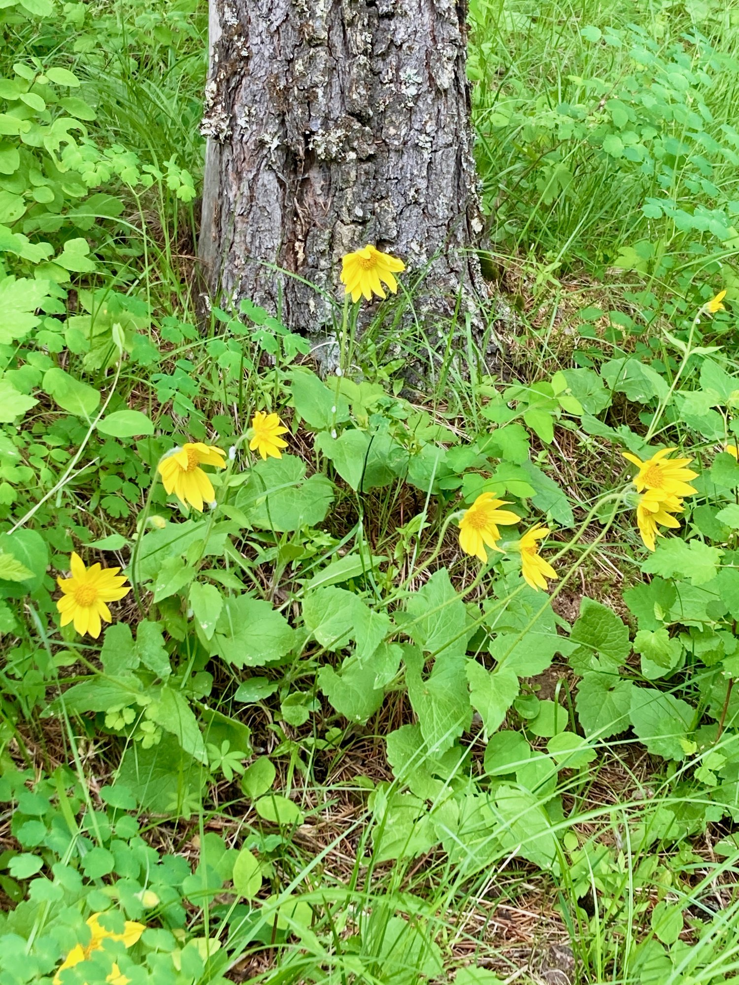 Heartleaf arnica in bloom at the base of a pine