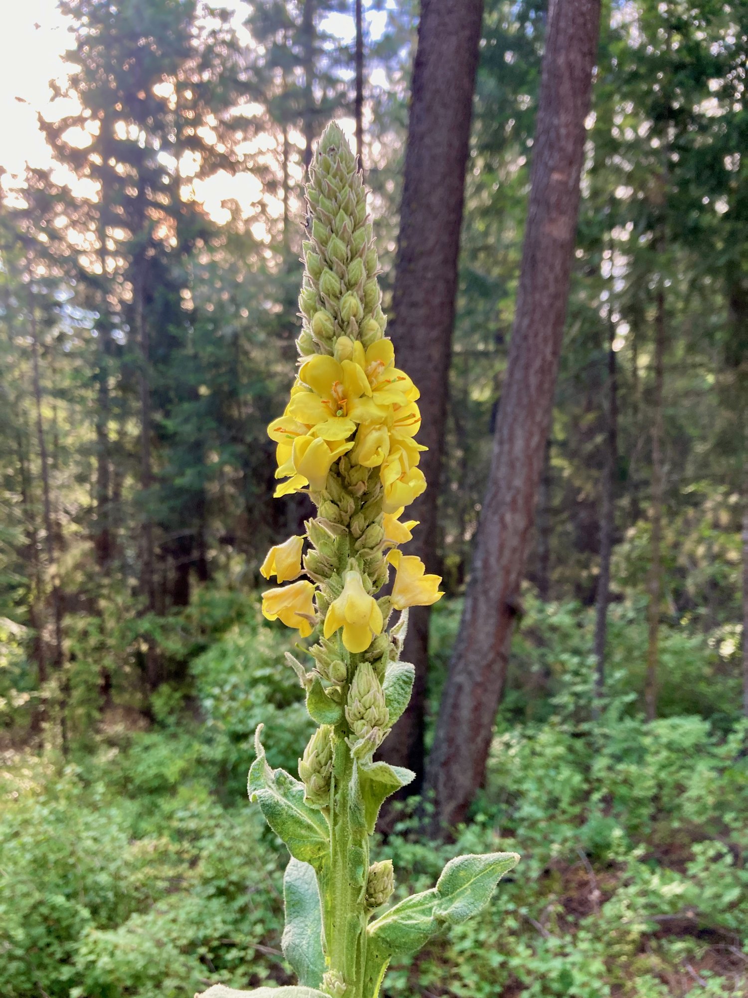 Second-year mullein flowering stalk