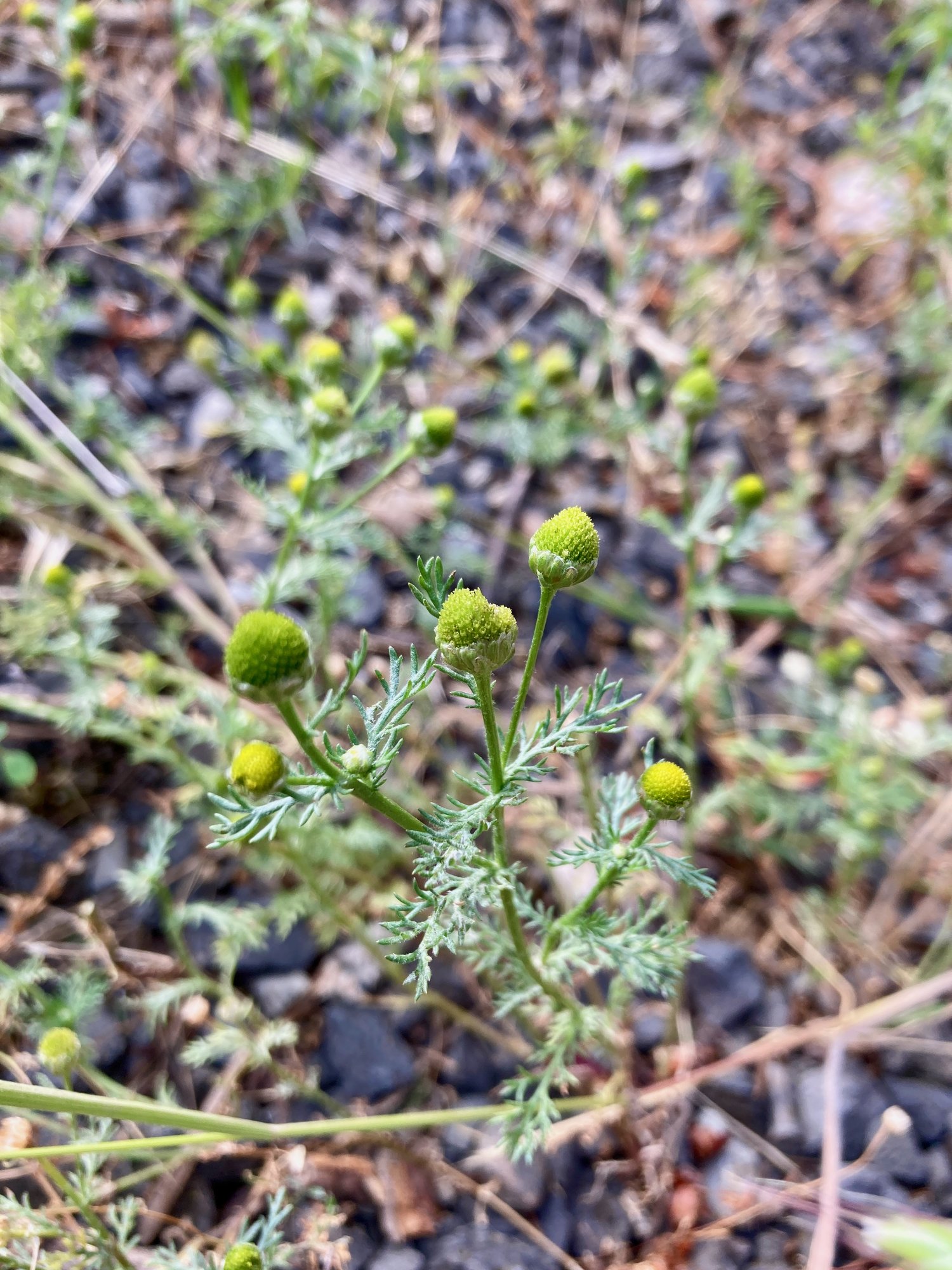 Pineapple weed, rayless green flower heads