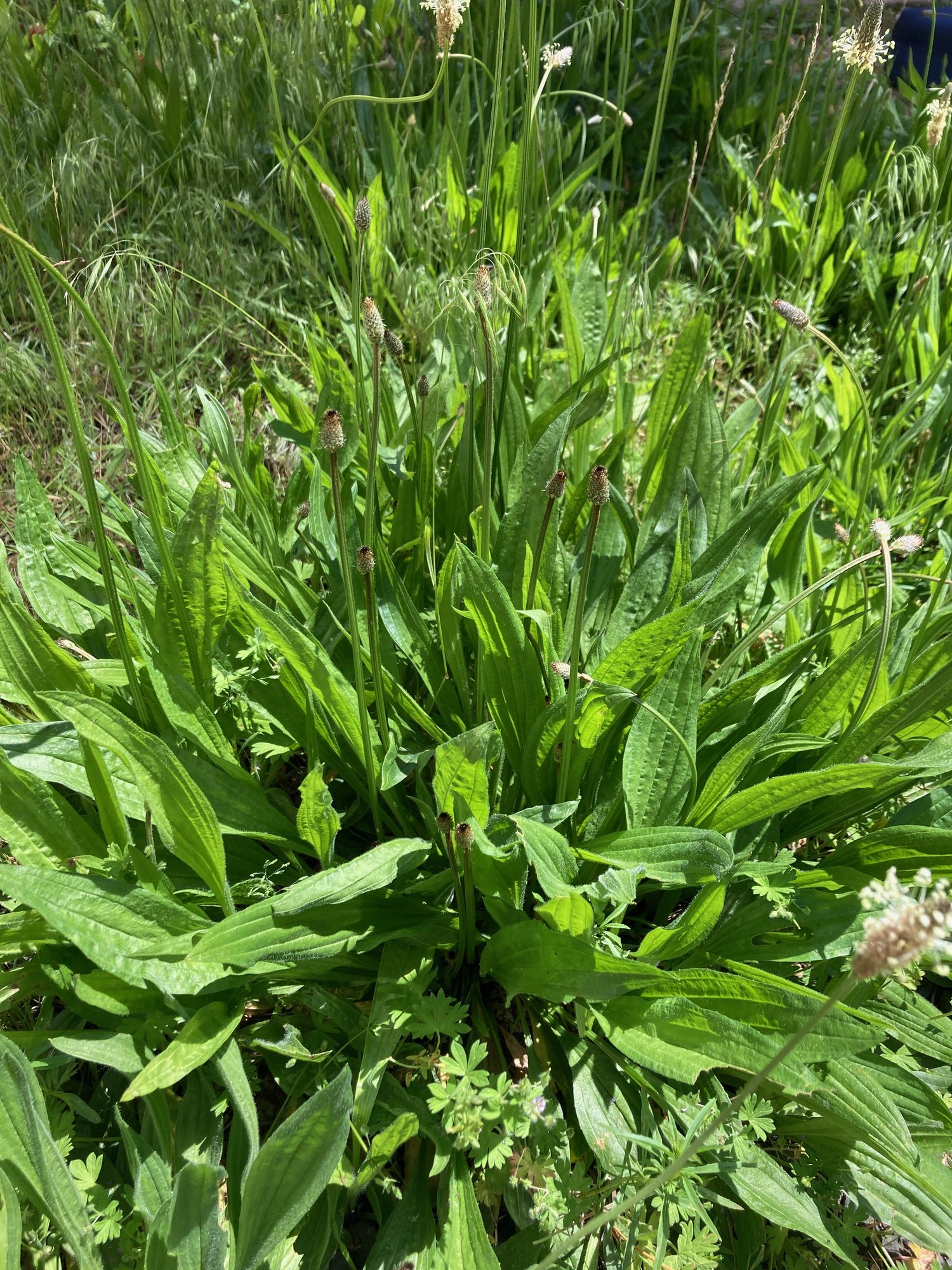 Ribwort plantain in the grass