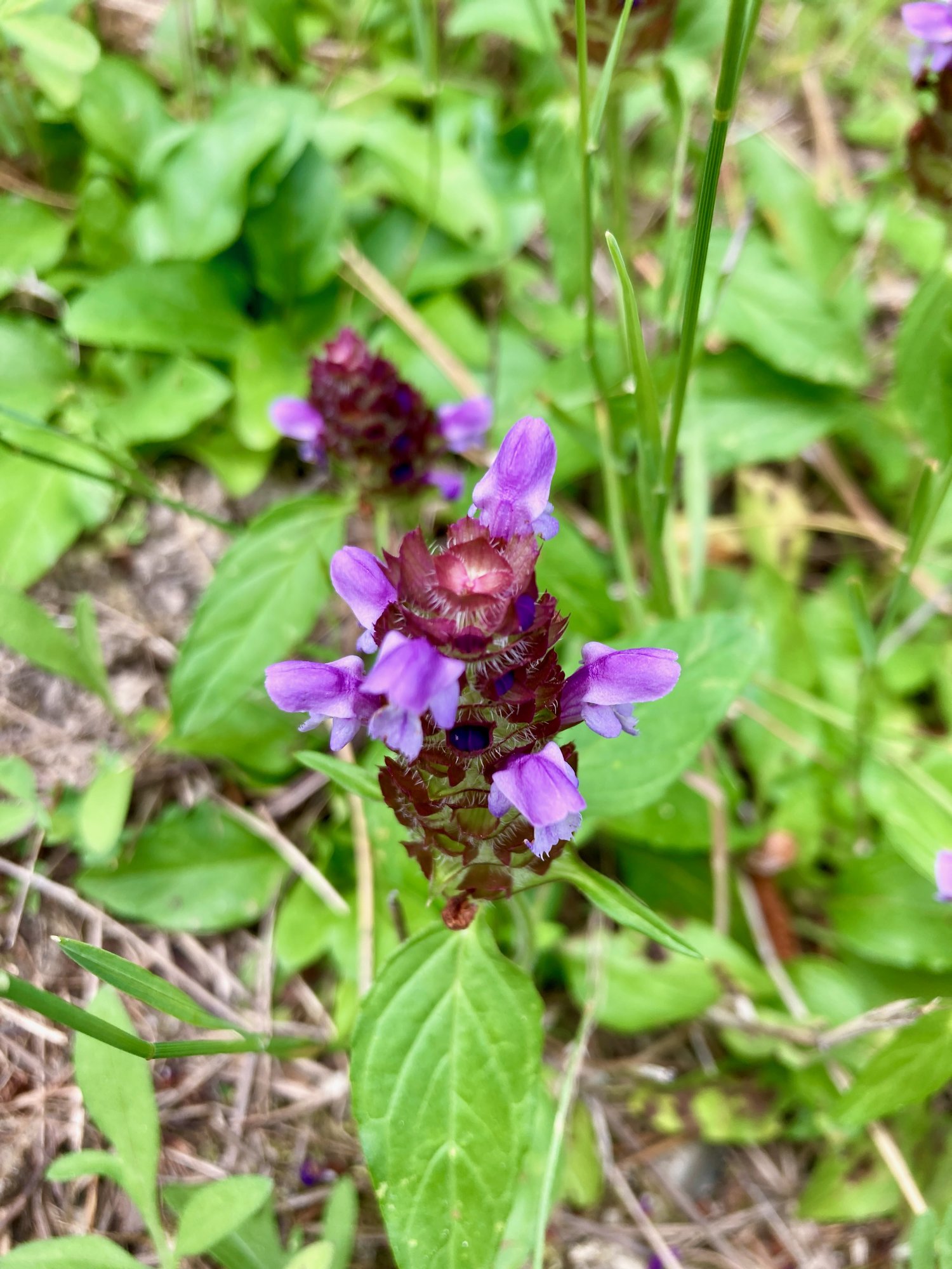 Self-heal flower spike