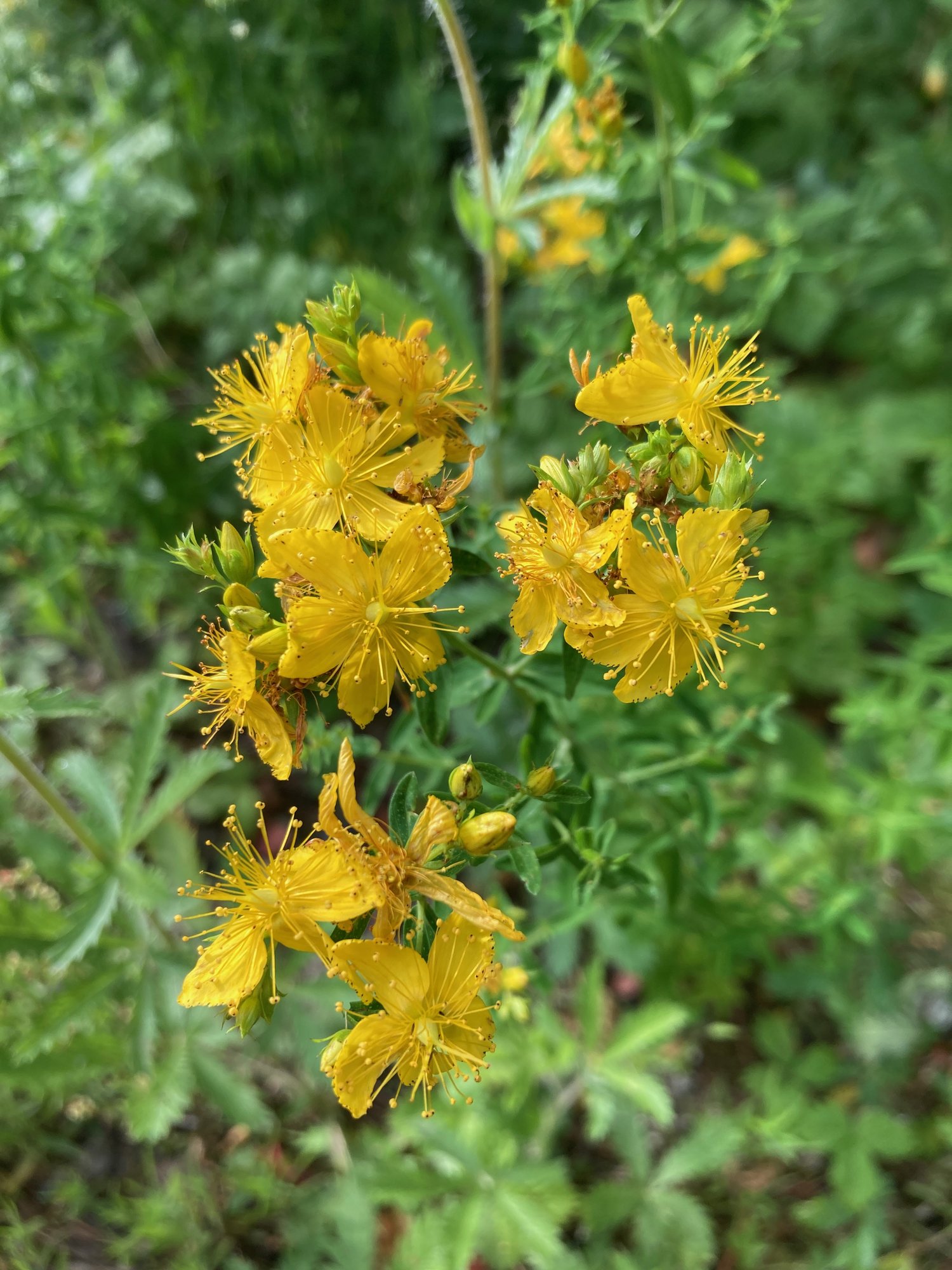 St. John’s Wort in flower
