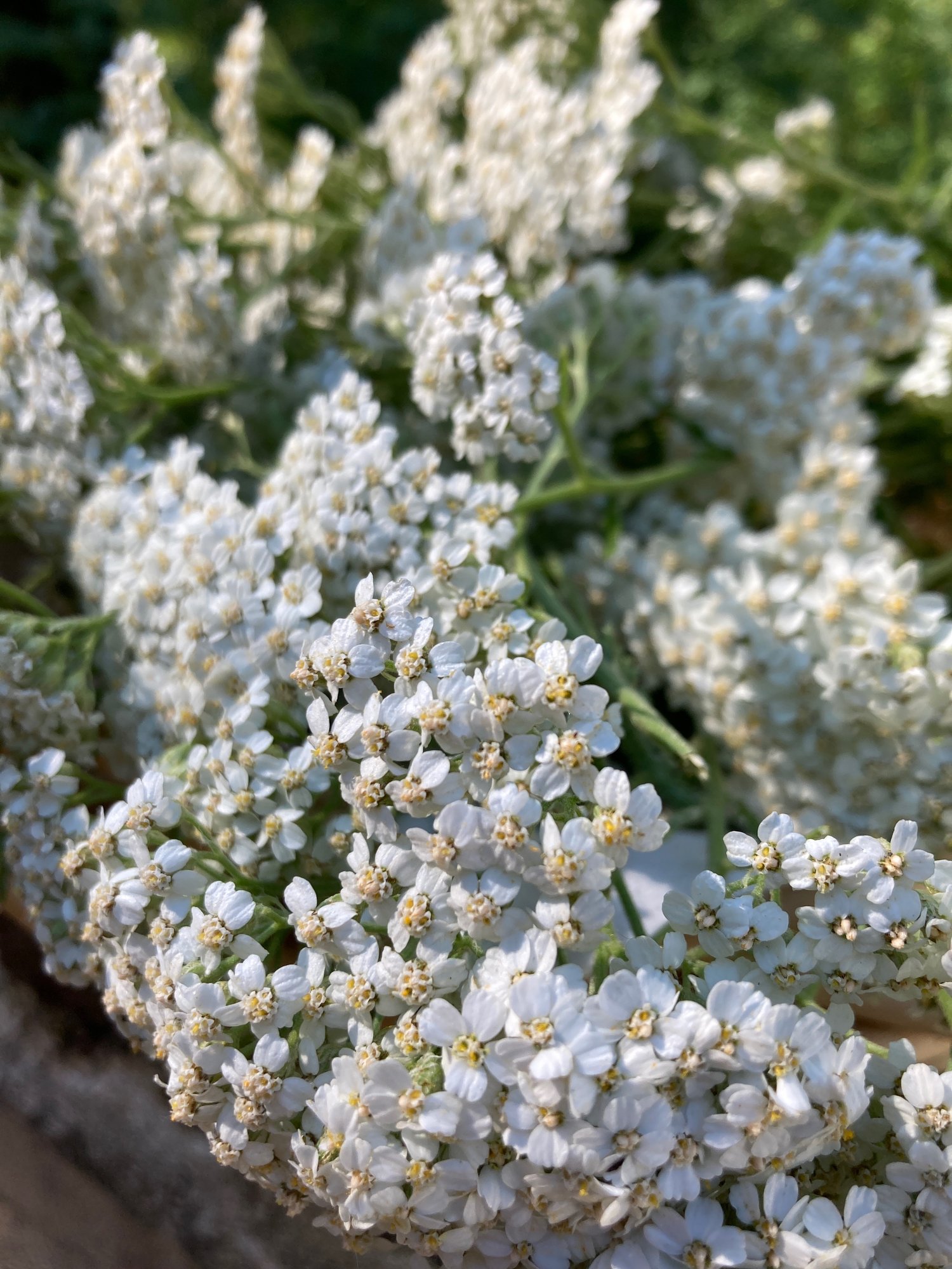 Yarrow flower heads