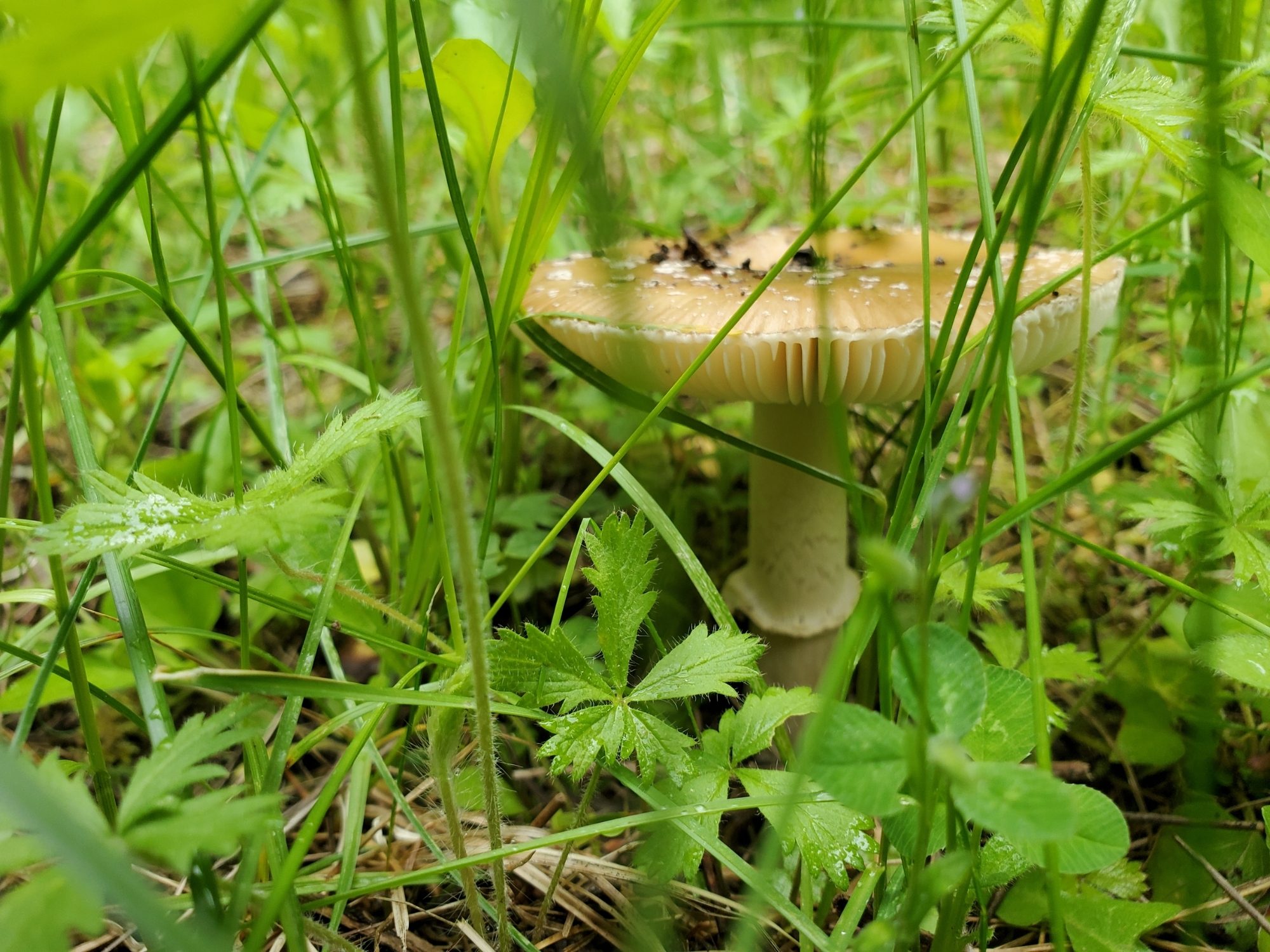 New growth on the spring forest floor