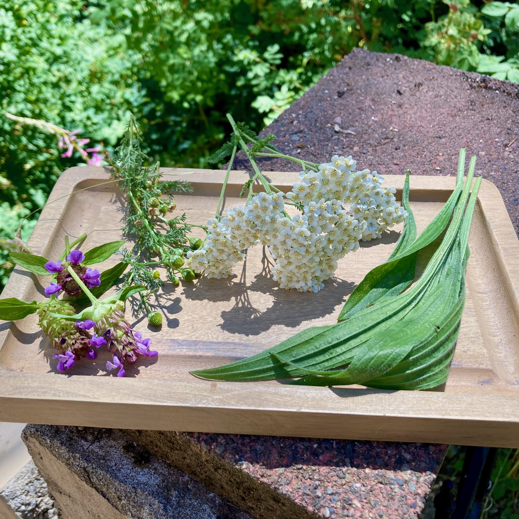 The four Bite Balm herbs on a tray