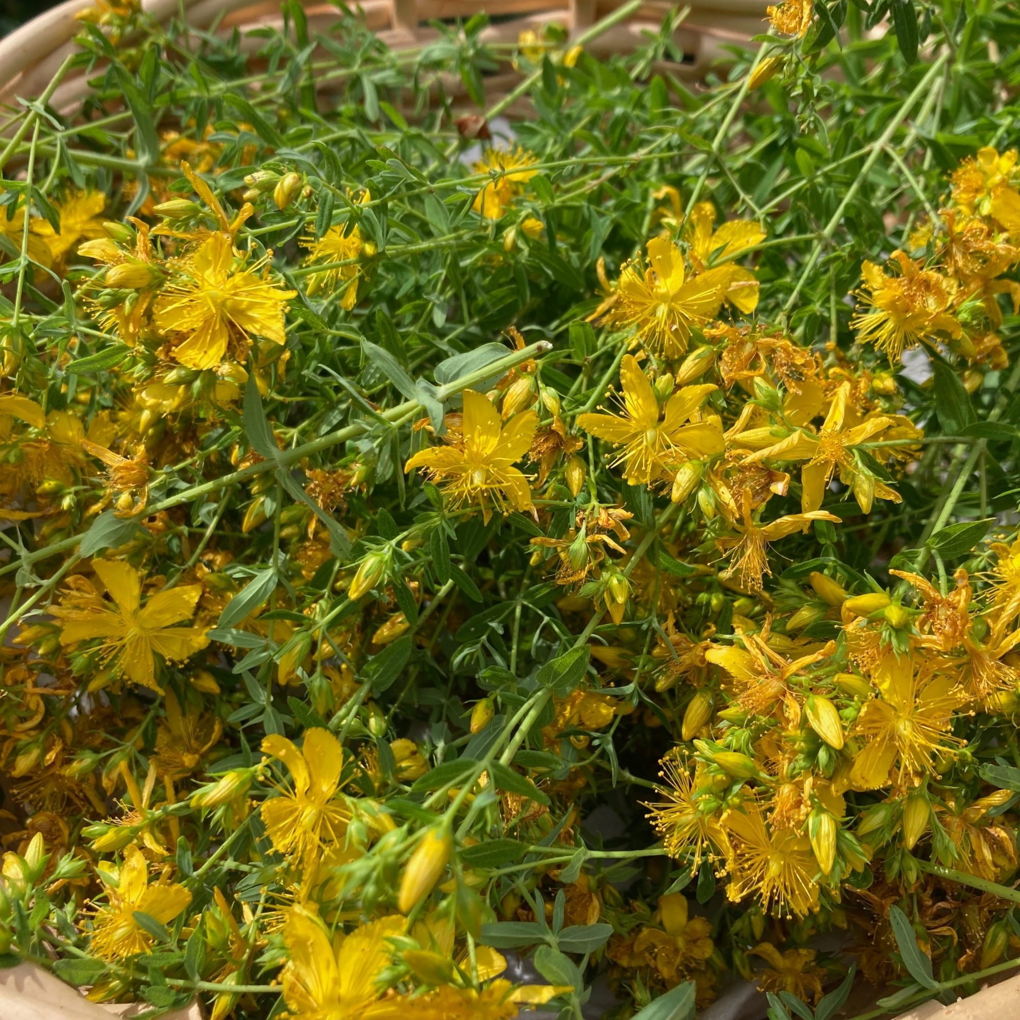 St. John’s Wort flowering tops